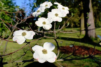 Cornus nuttallii - dřín Nuttalův - listeny a květy